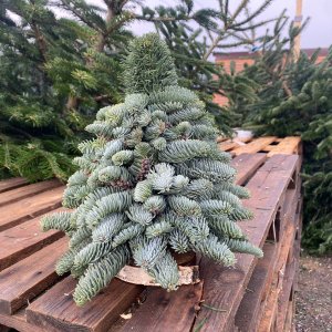 Mini vianočný stromček - ručná práca z jedle striebornej (Abies Nobilis), výška: 30 cm 